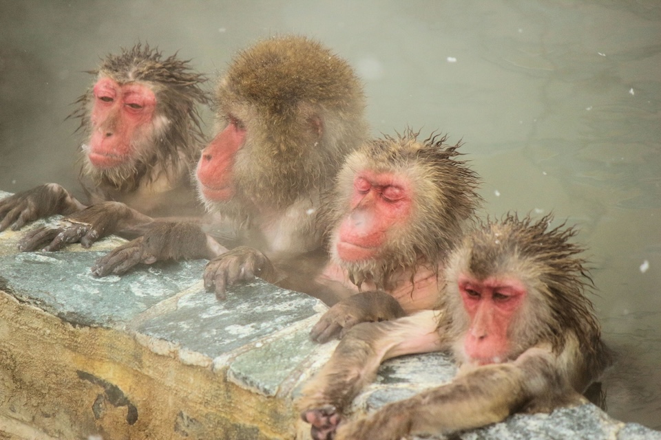 Snow monkey relaxing in a hot spring in Japan.