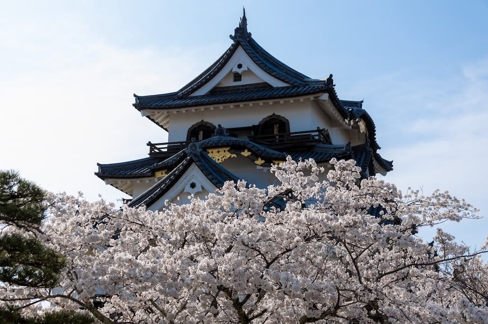 Cherry Blossom