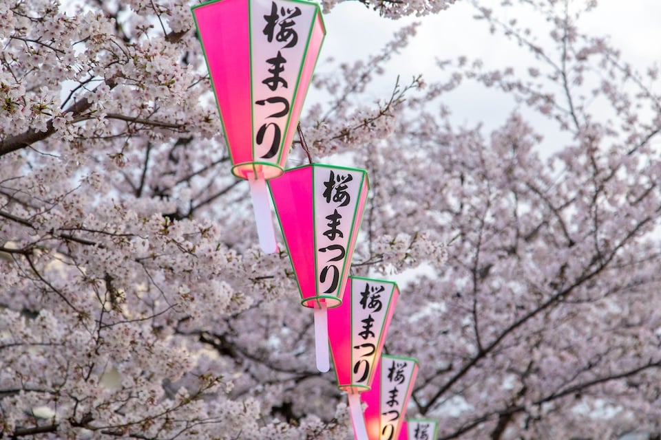 Sakura Matsuri