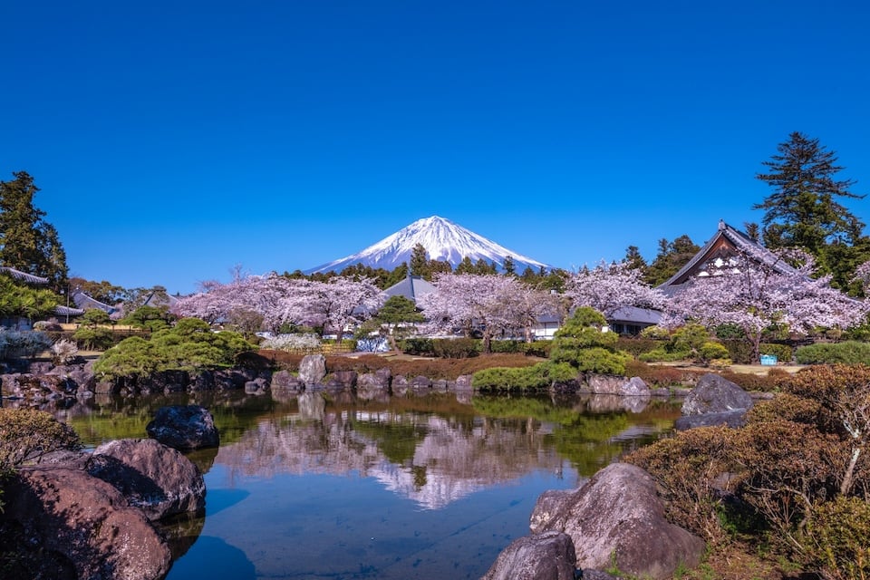 Mount Fuji and a traditional Japanese temple with cherry blossoms