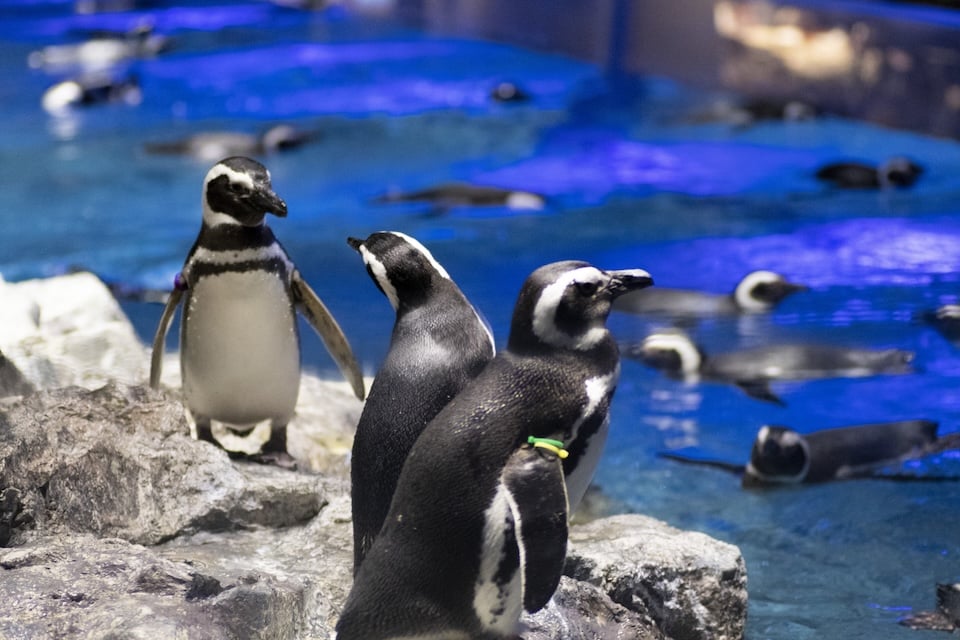 sumida aquarium
