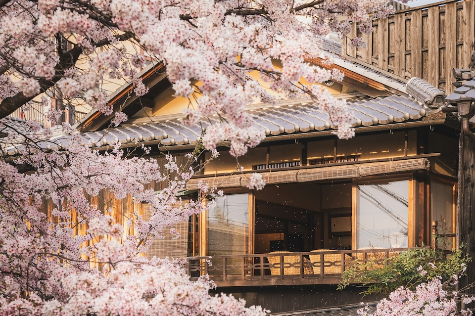Ryokan with Sakura