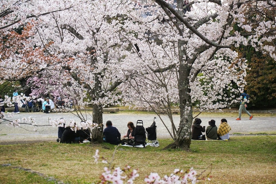 Hanami
