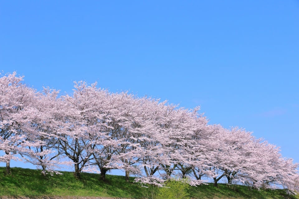 When Is the Cherry Blossom Japan Season? Understanding Japan Cherry Blossom Time
