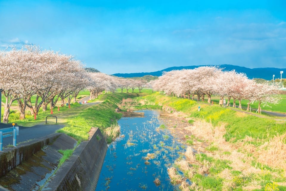 Best Cherry Blossom Locations in Japan Curated for Premium Travelers