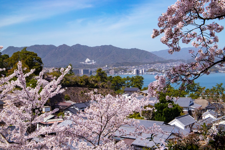 Cherry Blossom Japan Beyond Sightseeing: Understanding Hanami Viewing Culture