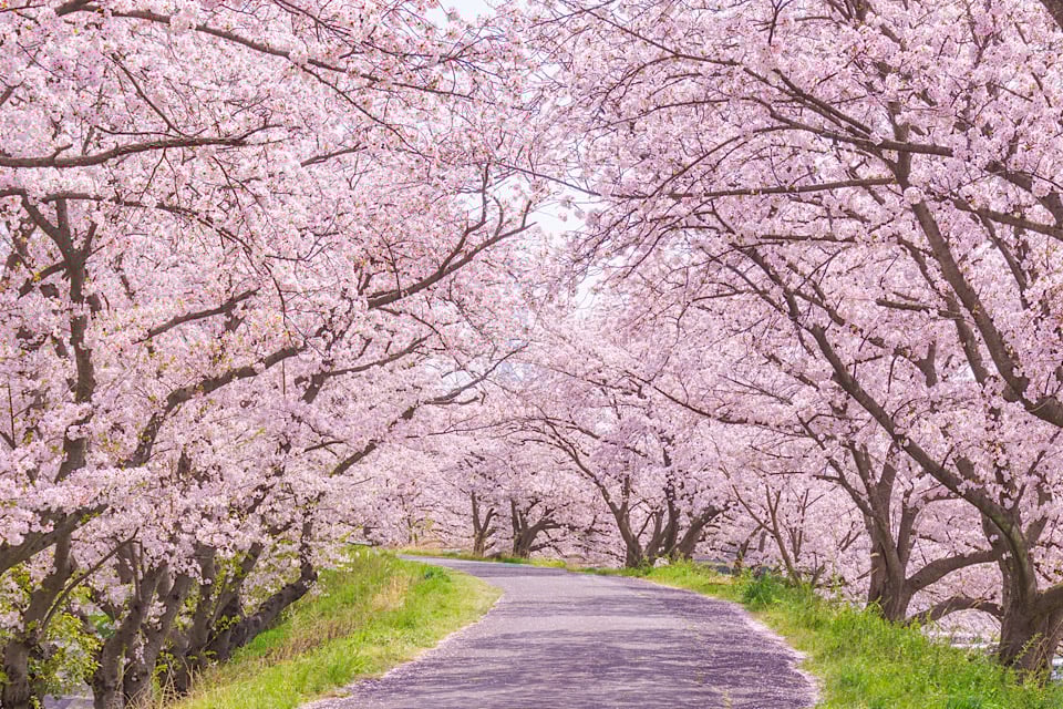 Cherry Blossoms tunnel