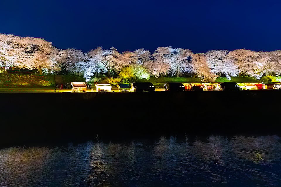 Cherry Blossoms festival