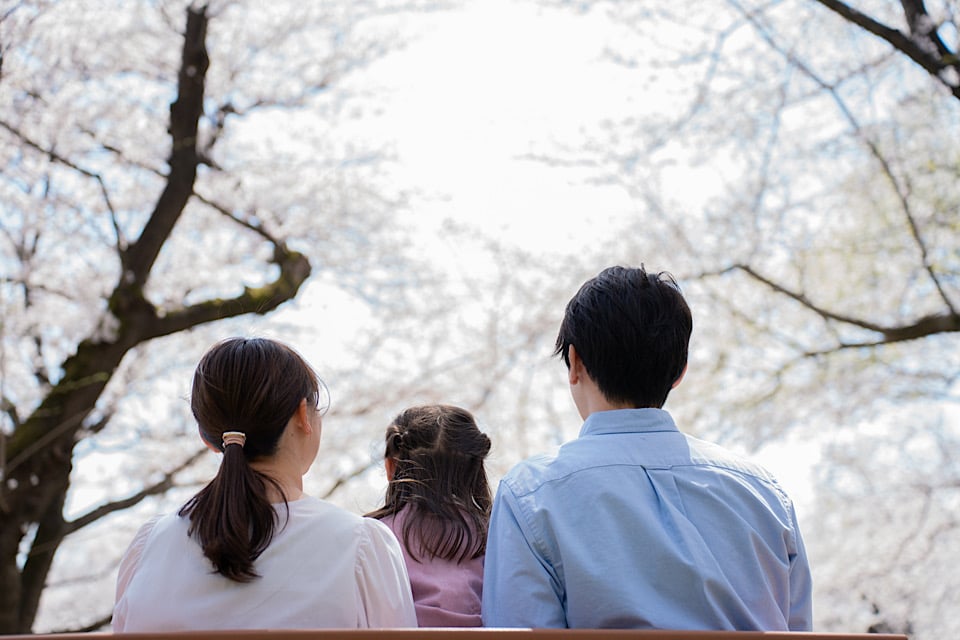 Cherry Blossoms japanese