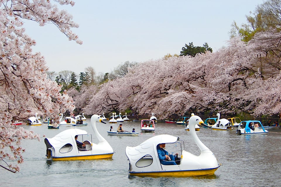 Cherry Blossoms sumida park