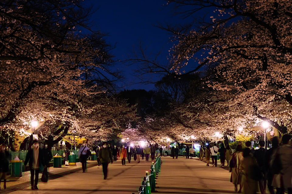 Cherry Blossoms ueno park