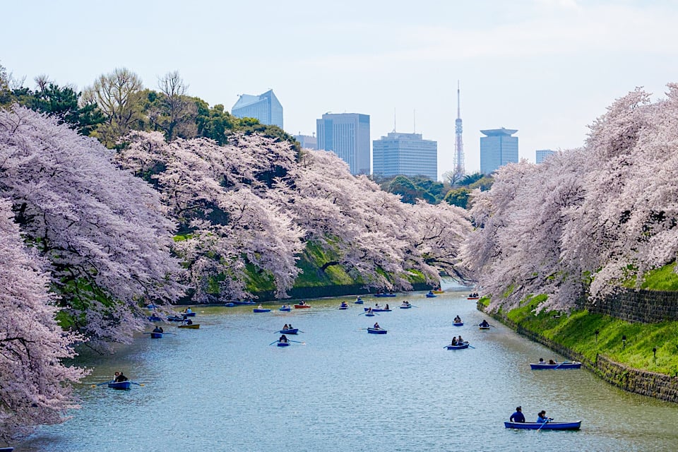 Cherry Blossoms chiyoda park