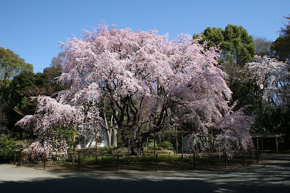 Cherry Blossoms rikugien garden