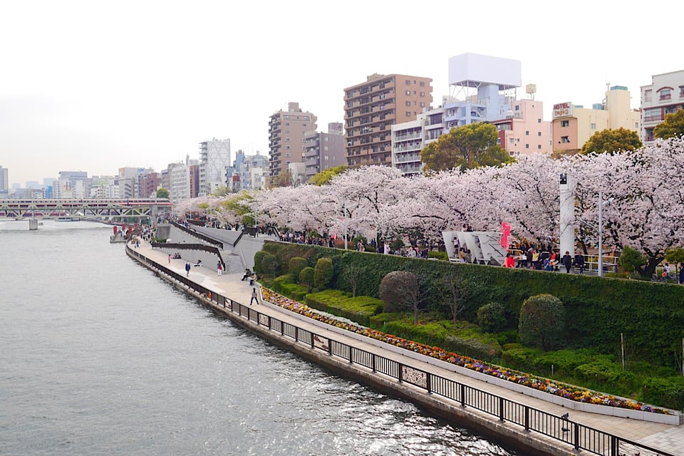 Cherry Blossoms bokutei