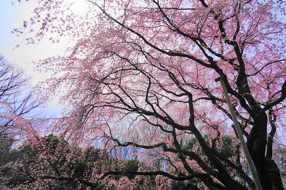 Cherry Blossoms shinjyuku goen