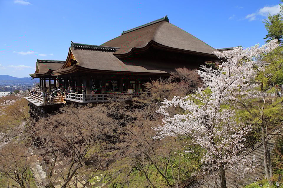 Cherry Blossoms kiyomizu temple