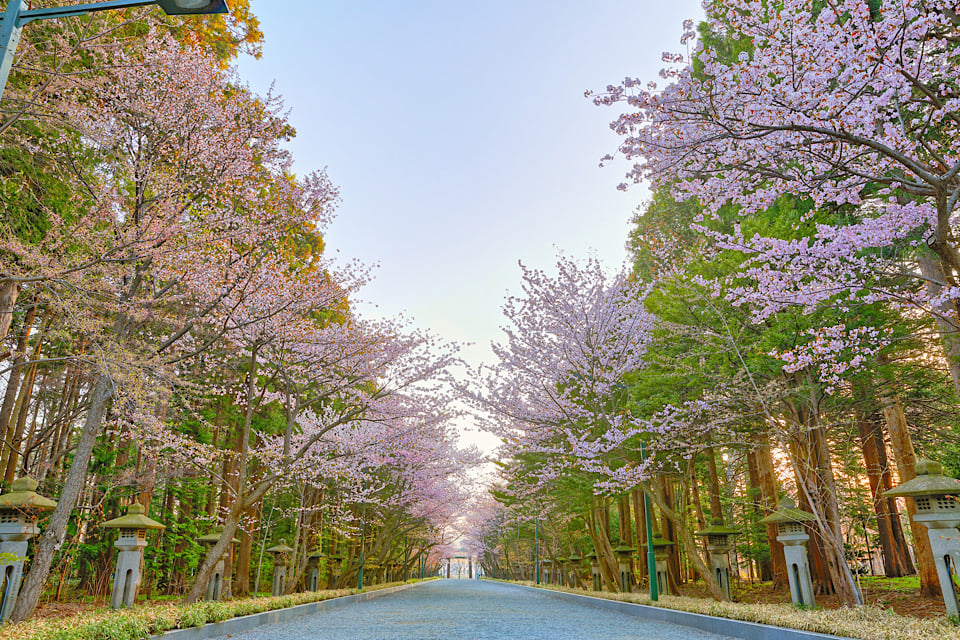 Cherry Blossoms maruyama park