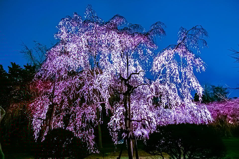 Cherry Blossoms nijyo castle