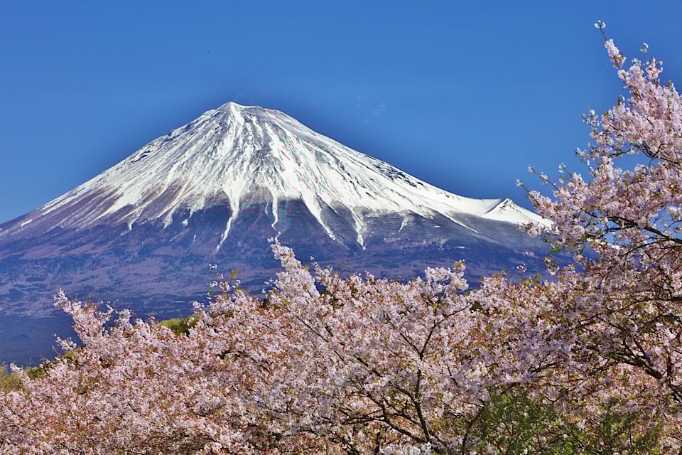 Cherry Blossoms with fuji