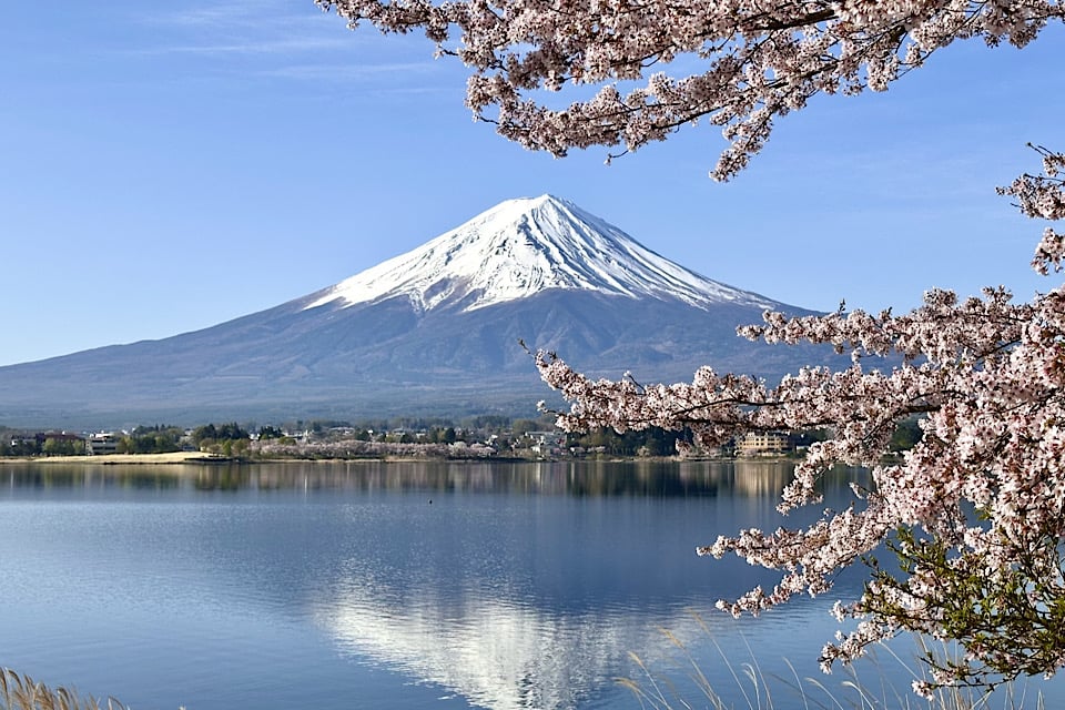 Cherry Blossoms fujikawagutiko