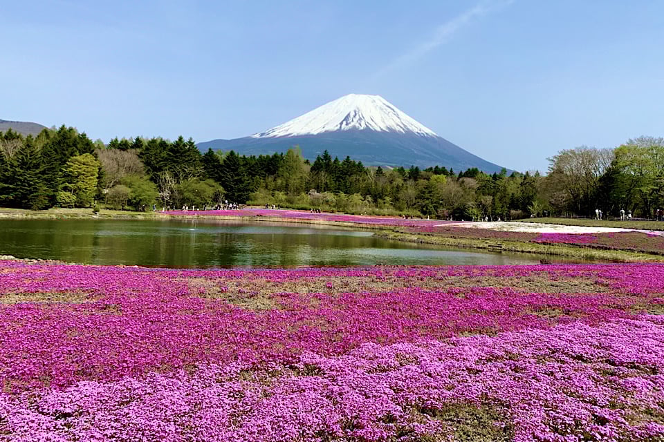 fuji and shibasakura