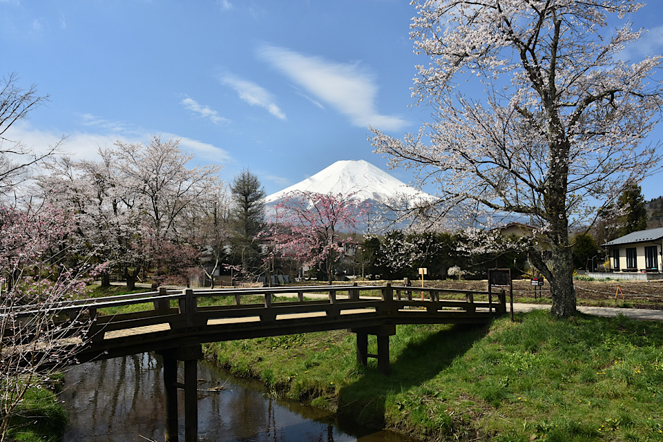 Cherry Blossoms oshinohakkai