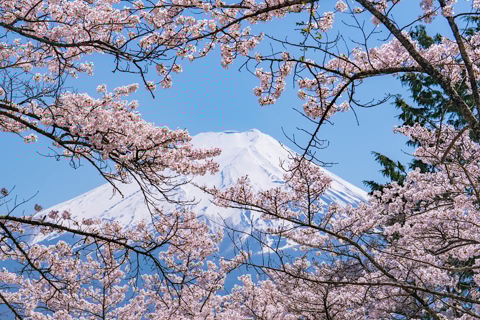 Cherry Blossoms fuji