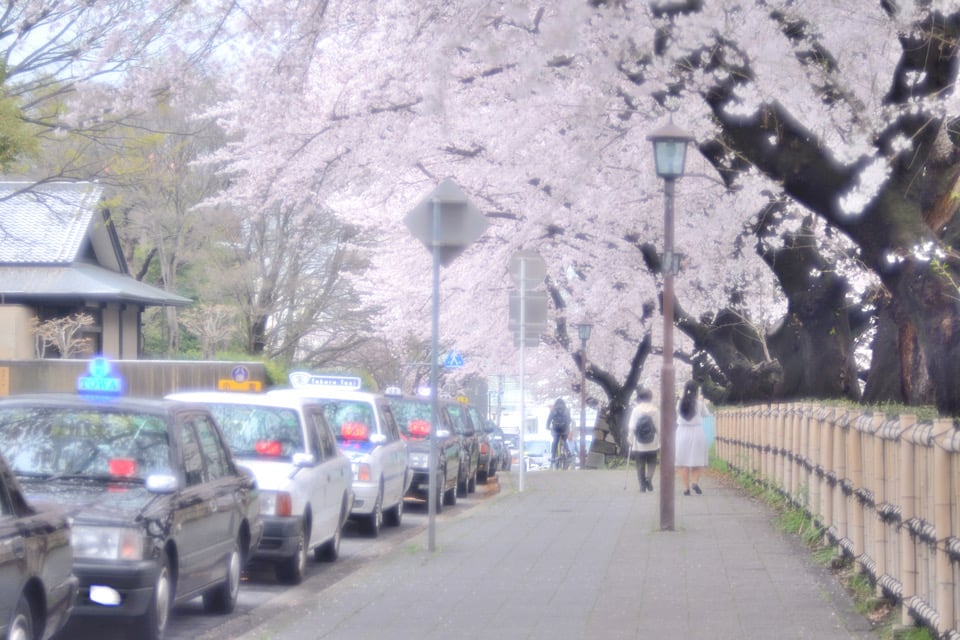 Cherry Blossoms taxi tour