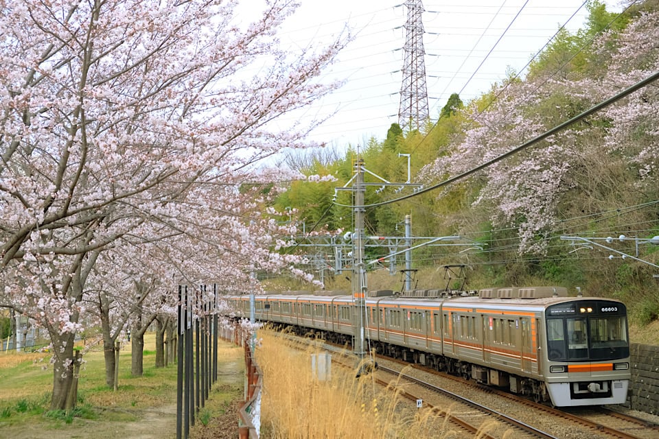 Cherry Blossoms osaka train