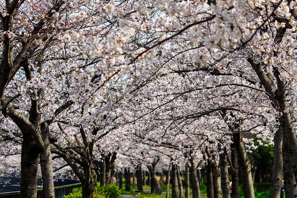 Cherry Blossoms sakura no torinuke