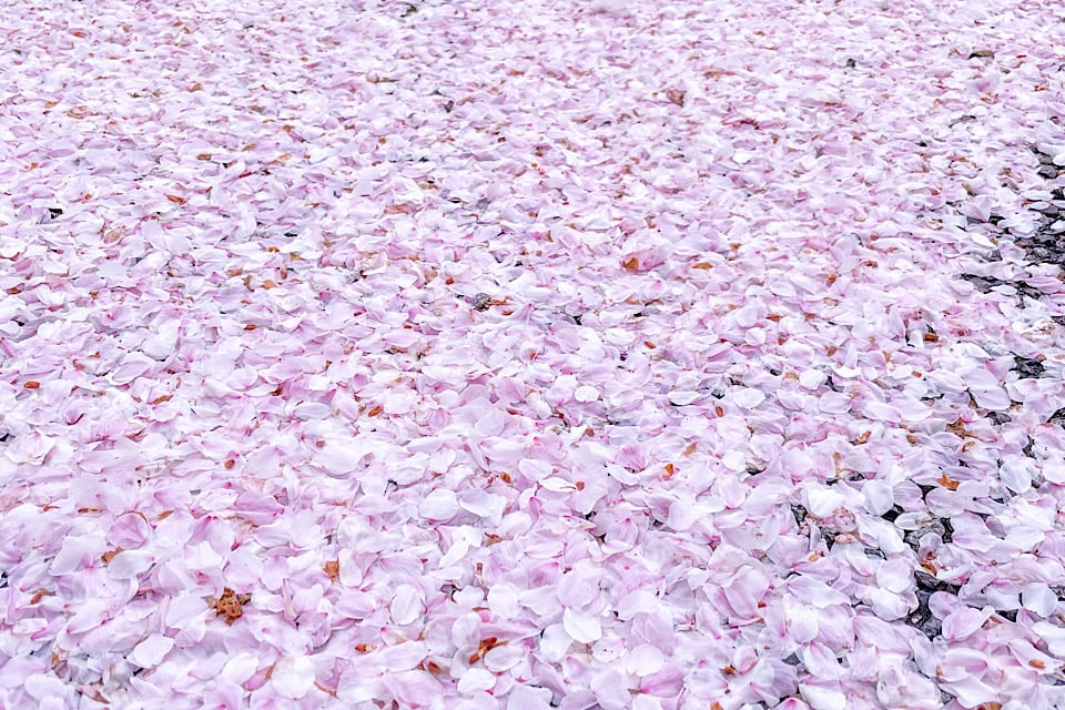 Cherry Blossoms carpet