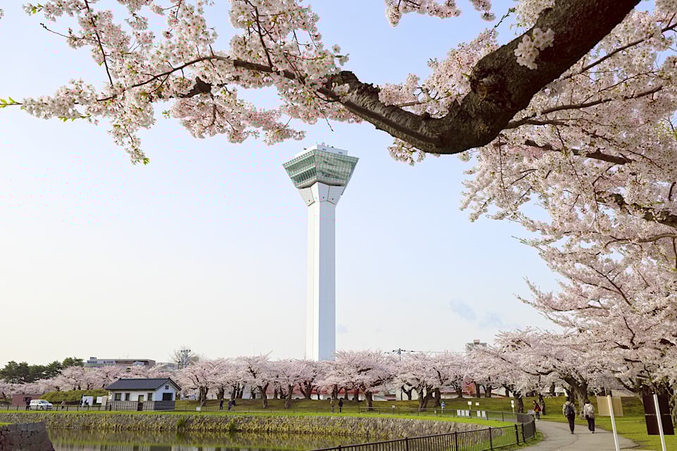 Cherry Blossoms hokkaidou