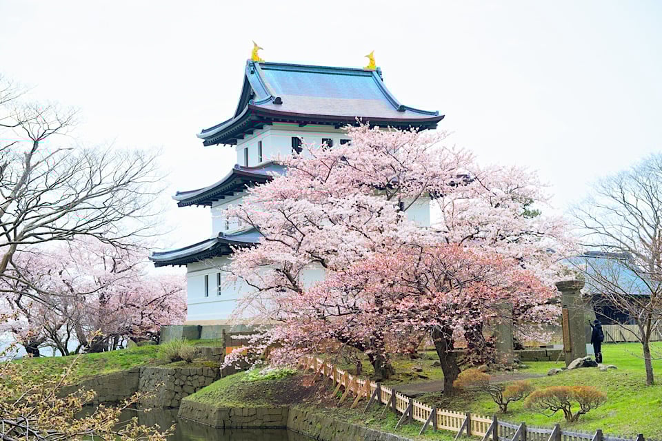 Cherry Blossoms matumae park