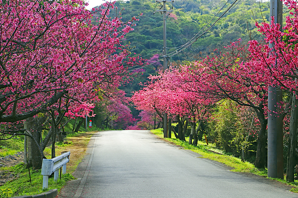 Cherry Blossoms okinawa