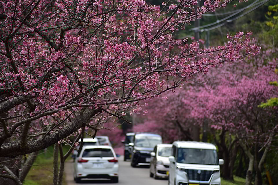 Cherry Blossoms yaedake