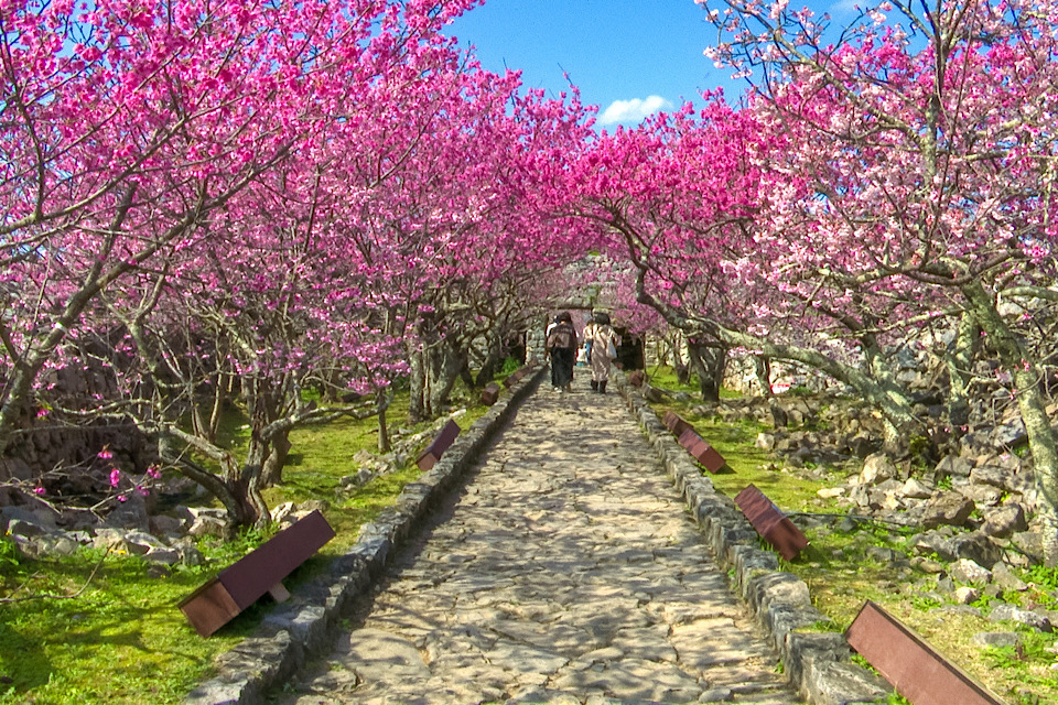 Cherry Blossoms nago castle