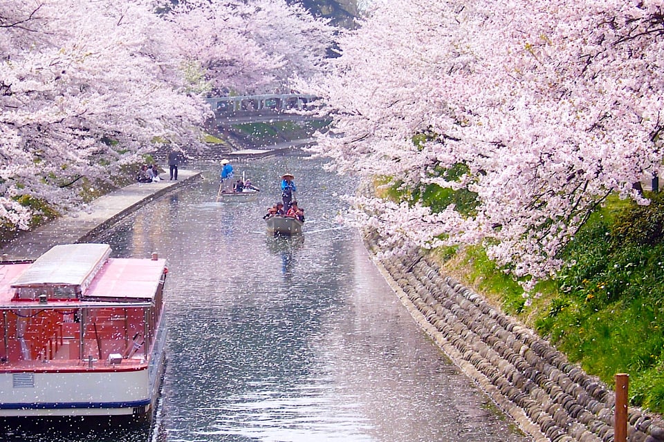Cherry Blossoms culture experience
