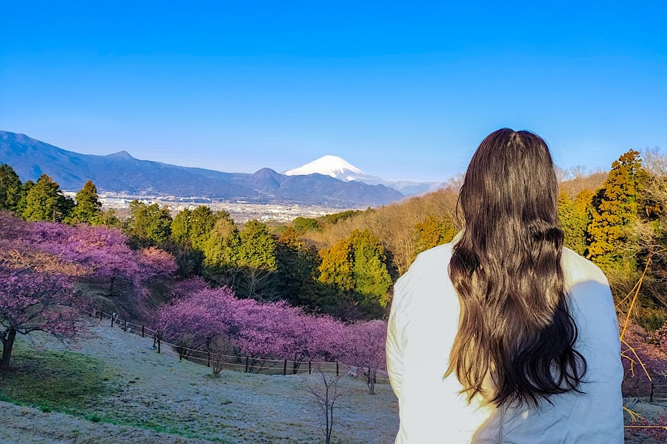 blown hair girl sees Cherry Blossoms