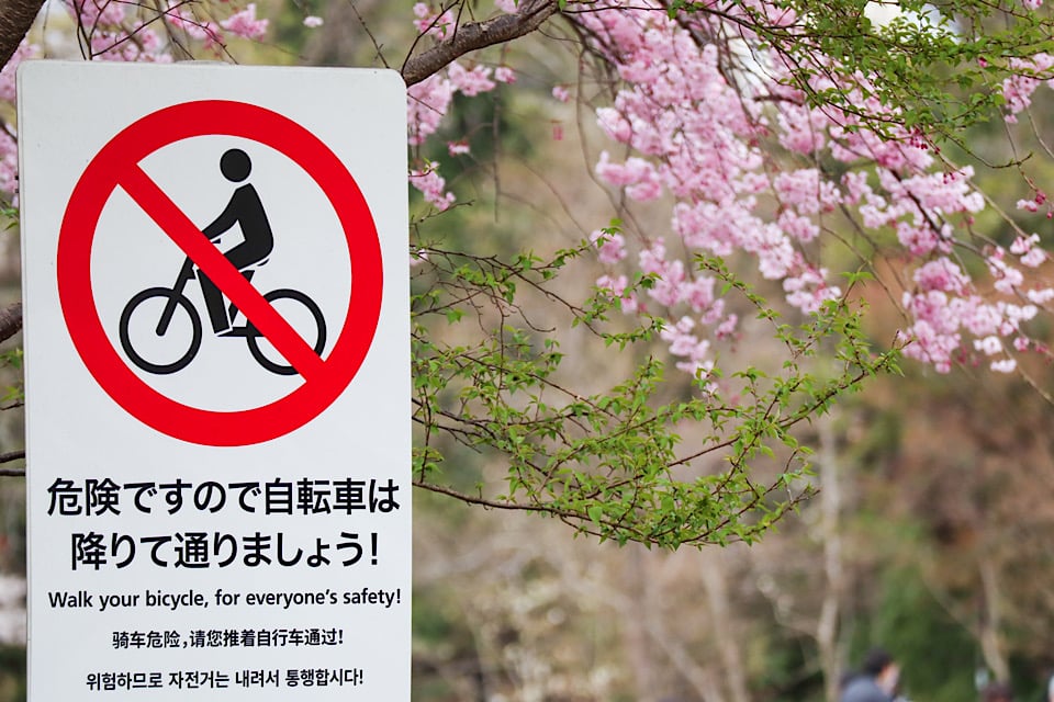 caution Cherry Blossoms